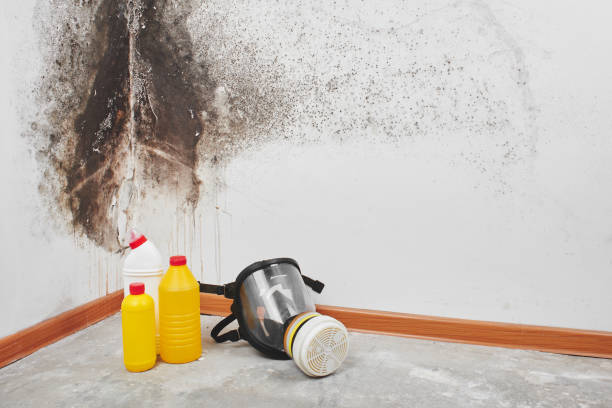 Trusted Monarch Mill, SC Mold Removal Experts
