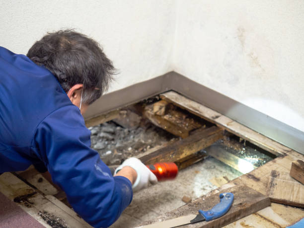 Best Mold Damage Repair  in Monarch Mill, SC