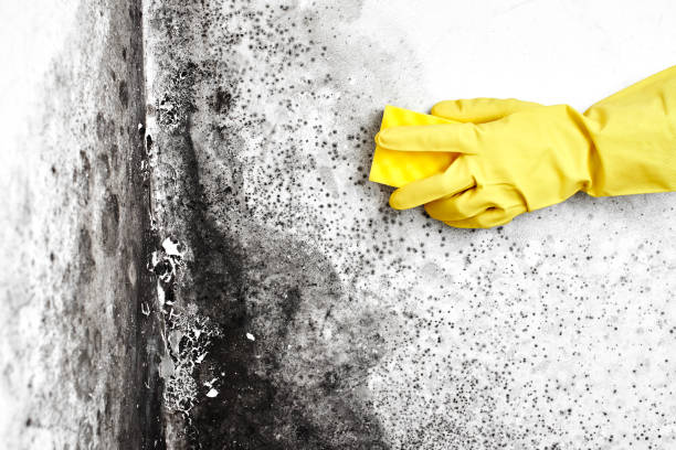 Best Attic Mold Removal  in Monarch Mill, SC