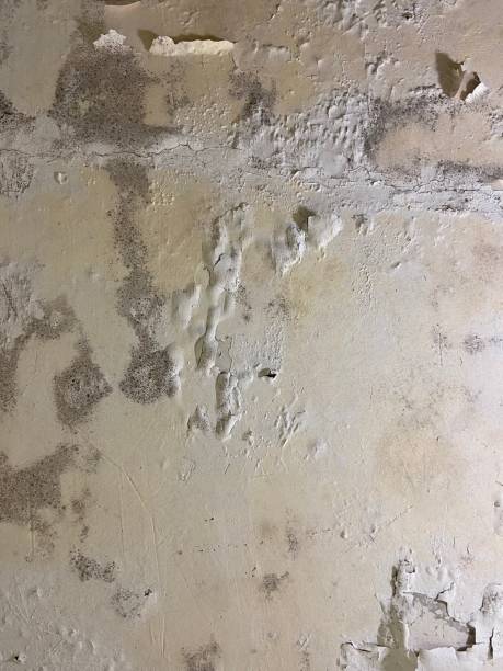 Attic Mold Removal in Monarch Mill, SC