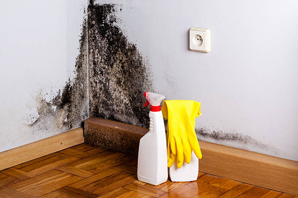 Best Mold Removal and Inspection  in Monarch Mill, SC