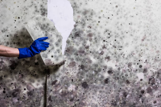 Best Local Mold Removal Service  in Monarch Mill, SC